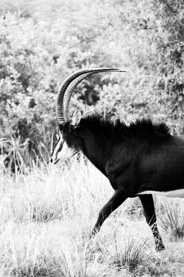 Letamo At Qwabi Private Game Reserve By Newmark Bela-Bela Eksteriør billede