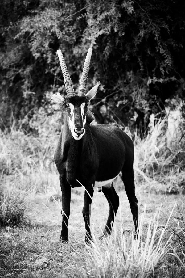 Letamo At Qwabi Private Game Reserve By Newmark Bela-Bela Eksteriør billede