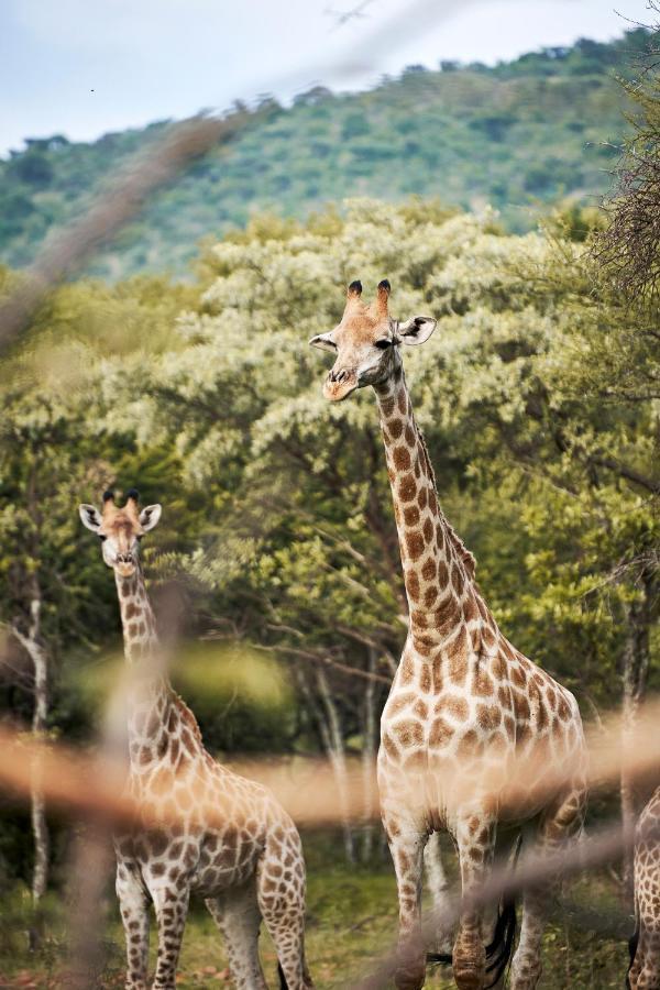 Letamo At Qwabi Private Game Reserve By Newmark Bela-Bela Eksteriør billede