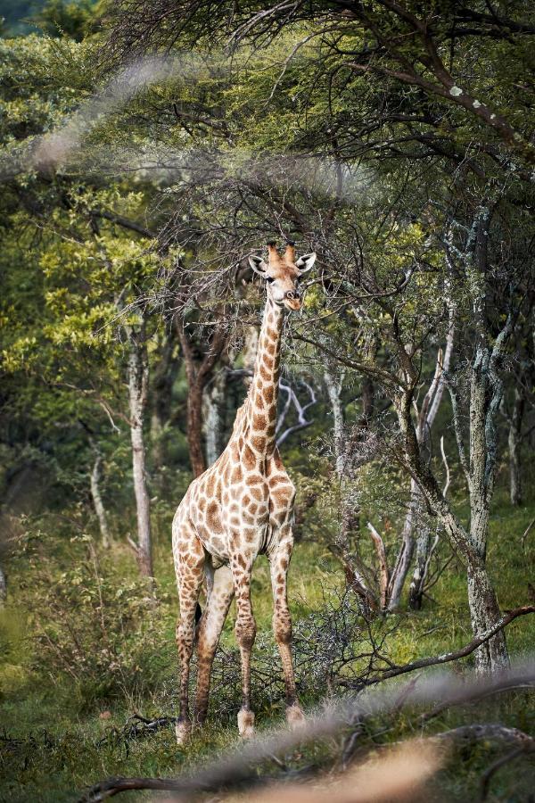 Letamo At Qwabi Private Game Reserve By Newmark Bela-Bela Eksteriør billede
